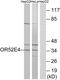 Olfactory Receptor Family 52 Subfamily E Member 4 antibody, PA5-39835, Invitrogen Antibodies, Western Blot image 