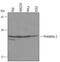 Prohibitin 2 antibody, AF4794, R&D Systems, Western Blot image 