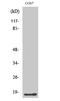 LIM Domain Only 3 antibody, A08850-1, Boster Biological Technology, Western Blot image 