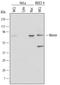 Menin 1 antibody, AF6005, R&D Systems, Western Blot image 