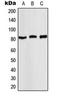 Signal Transducer And Activator Of Transcription 4 antibody, orb224011, Biorbyt, Western Blot image 