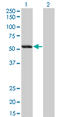 Sialic Acid Binding Ig Like Lectin 6 antibody, LS-C196855, Lifespan Biosciences, Western Blot image 
