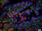 Epidermal Growth Factor antibody, GTX60321, GeneTex, Immunohistochemistry paraffin image 