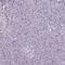 Catalase antibody, HPA055838, Atlas Antibodies, Immunohistochemistry frozen image 