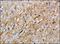Chondroitin Sulfate Proteoglycan 4 antibody, NB100-2688, Novus Biologicals, Immunohistochemistry frozen image 