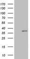 Mediator Complex Subunit 6 antibody, LS-C791506, Lifespan Biosciences, Western Blot image 