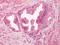 G-protein coupled receptor 55 antibody, TA316838, Origene, Immunohistochemistry paraffin image 