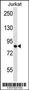 Minichromosome Maintenance Complex Component 7 antibody, 58-402, ProSci, Western Blot image 