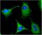 Glucose-6-Phosphate Dehydrogenase antibody, NBP1-30358, Novus Biologicals, Immunofluorescence image 