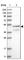 RUN And SH3 Domain Containing 1 antibody, HPA029922, Atlas Antibodies, Western Blot image 