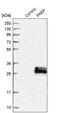 Progestagen Associated Endometrial Protein antibody, PA5-54152, Invitrogen Antibodies, Western Blot image 