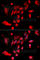Mitotic Arrest Deficient 2 Like 1 antibody, A1699, ABclonal Technology, Immunofluorescence image 