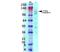 Gamma-Aminobutyric Acid Type B Receptor Subunit 1 antibody, NBP2-59336, Novus Biologicals, Western Blot image 