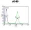 Kelch Like Family Member 9 antibody, abx032431, Abbexa, Western Blot image 