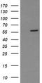 Phosphoribosyl Pyrophosphate Amidotransferase antibody, LS-C173644, Lifespan Biosciences, Western Blot image 