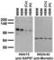 Discs Large MAGUK Scaffold Protein 1 antibody, 73-030, Antibodies Incorporated, Western Blot image 