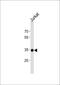 SRY-Box 18 antibody, PA5-35167, Invitrogen Antibodies, Western Blot image 
