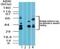 Transportin 1 antibody, NBP2-24523, Novus Biologicals, Western Blot image 