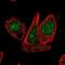 Cullin 1 antibody, NBP2-57031, Novus Biologicals, Immunofluorescence image 
