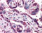 Protein Kinase CGMP-Dependent 1 antibody, 51-499, ProSci, Immunohistochemistry frozen image 