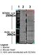 Sodium Voltage-Gated Channel Alpha Subunit 5 antibody, orb329800, Biorbyt, Western Blot image 