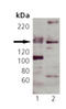 Nitric Oxide Synthase 3 antibody, ADI-KAP-NO021-D, Enzo Life Sciences, Western Blot image 