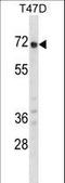 Glypican 2 antibody, LS-C166598, Lifespan Biosciences, Western Blot image 