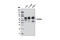 Paxillin antibody, 12065S, Cell Signaling Technology, Western Blot image 