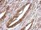 RuvB Like AAA ATPase 1 antibody, PA5-29278, Invitrogen Antibodies, Immunohistochemistry frozen image 