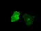 MTOR Associated Protein, Eak-7 Homolog antibody, TA501095, Origene, Immunofluorescence image 