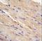 Divergent Protein Kinase Domain 1B antibody, LS-C166021, Lifespan Biosciences, Immunohistochemistry frozen image 