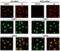 Apoptosis Inducing Factor Mitochondria Associated 1 antibody, 2267, ProSci, Immunofluorescence image 