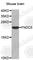 Irisin antibody, A8334, ABclonal Technology, Western Blot image 