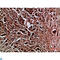 Heparin Binding Growth Factor antibody, LS-C813871, Lifespan Biosciences, Immunohistochemistry paraffin image 