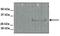 Tetraspanin 31 antibody, NBP1-62311, Novus Biologicals, Western Blot image 