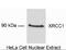 T-Complex 1 antibody, MA1-91539, Invitrogen Antibodies, Western Blot image 