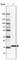 Derlin 2 antibody, HPA048957, Atlas Antibodies, Western Blot image 