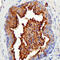 Patched 2 antibody, MAB4078, R&D Systems, Immunohistochemistry frozen image 