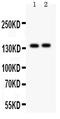 Period circadian protein homolog 2 antibody, LS-C357497, Lifespan Biosciences, Western Blot image 