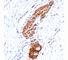 Neural Cell Adhesion Molecule 1 antibody, V2209-100UG, NSJ Bioreagents, Flow Cytometry image 