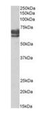 Peroxisomal Biogenesis Factor 5 antibody, orb308865, Biorbyt, Western Blot image 