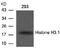 Histone H3 antibody, AP02665PU-S, Origene, Western Blot image 