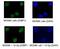 Tumor Protein P53 Binding Protein 1 antibody, PA1-16565, Invitrogen Antibodies, Immunofluorescence image 
