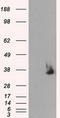 Serine Racemase antibody, TA500974, Origene, Western Blot image 