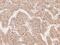 Spermatogenesis Associated 6 antibody, 207501-T08, Sino Biological, Immunohistochemistry paraffin image 