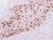Geminin DNA Replication Inhibitor antibody, GTX116125, GeneTex, Immunohistochemistry paraffin image 