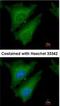 Suppressor Of Cytokine Signaling 4 antibody, NBP1-31007, Novus Biologicals, Immunofluorescence image 