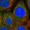 Inturned Planar Cell Polarity Protein antibody, NBP1-81420, Novus Biologicals, Immunofluorescence image 