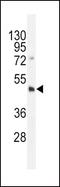 DNA Methyltransferase 3 Like antibody, PA5-11172, Invitrogen Antibodies, Western Blot image 