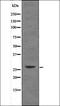 Caveolin 2 antibody, orb335774, Biorbyt, Western Blot image 